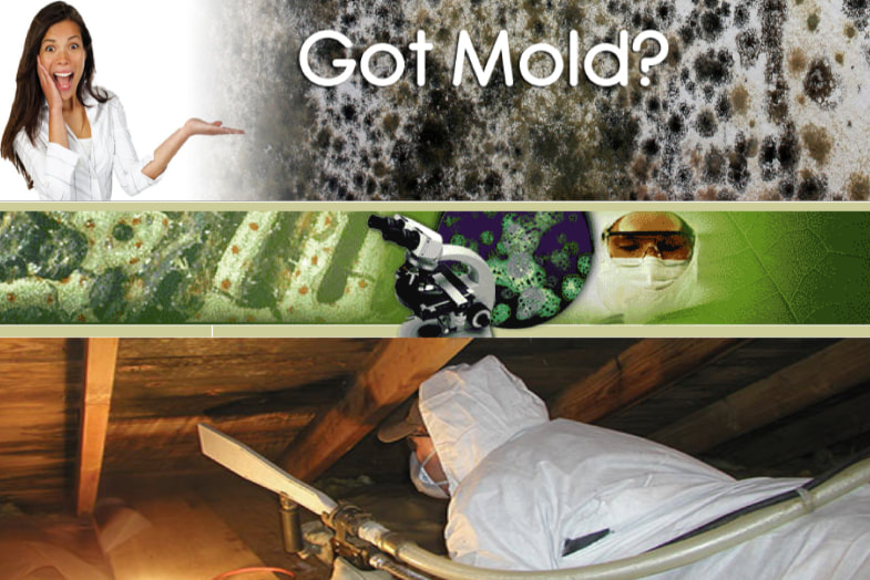 Las Vegas mold removal company