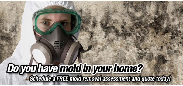 Free mold inspection 